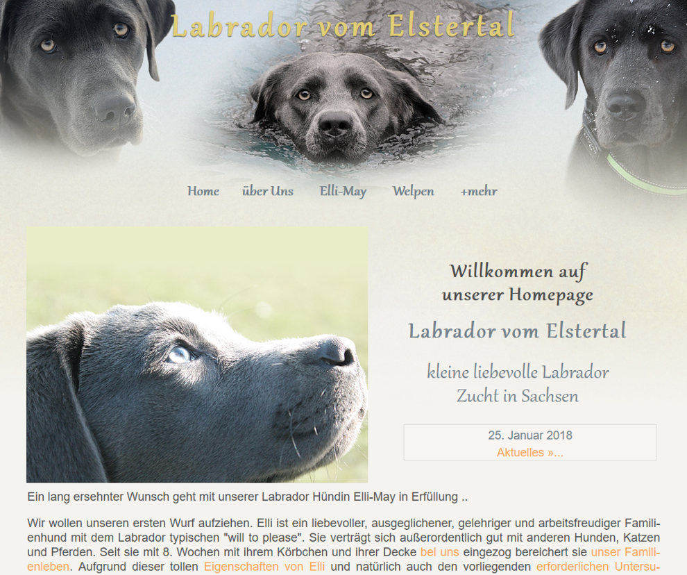 Labrador-vom-Elstertal