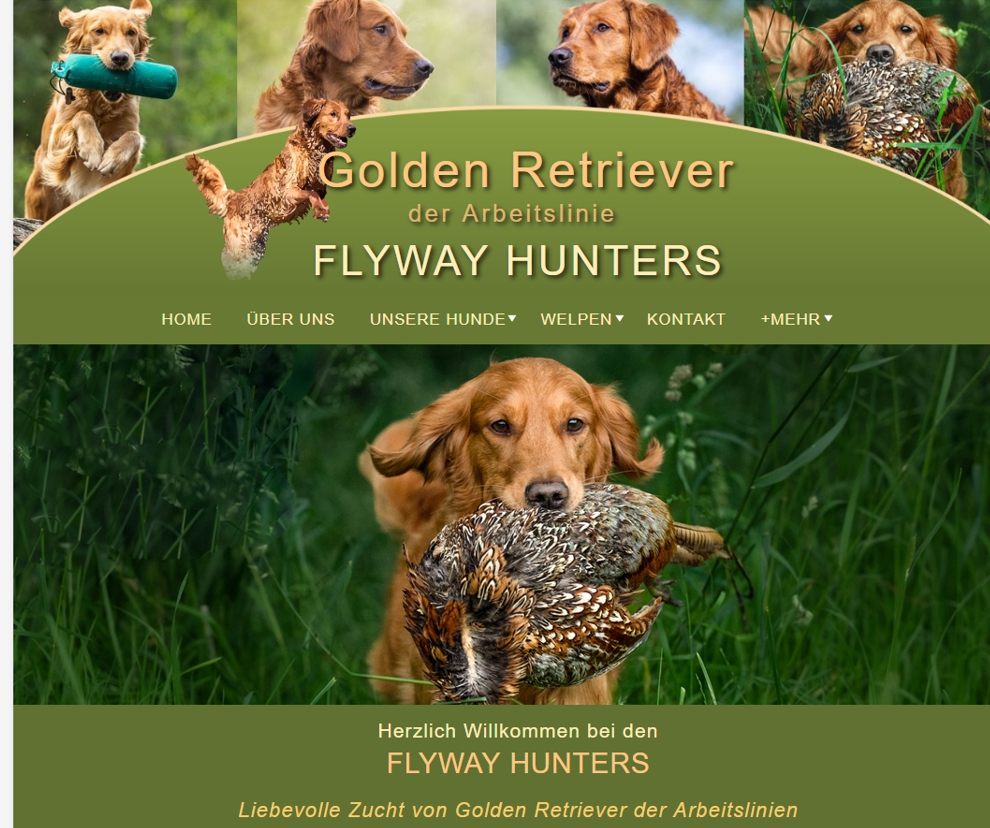 golden-retriever-flyway-hunters